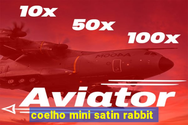 coelho mini satin rabbit